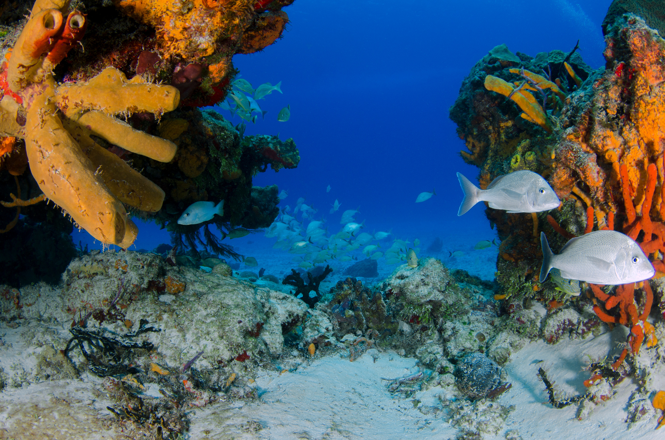 A School of Fish Near the Seabed